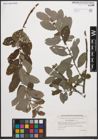 Foto von Salix cinerea L.
